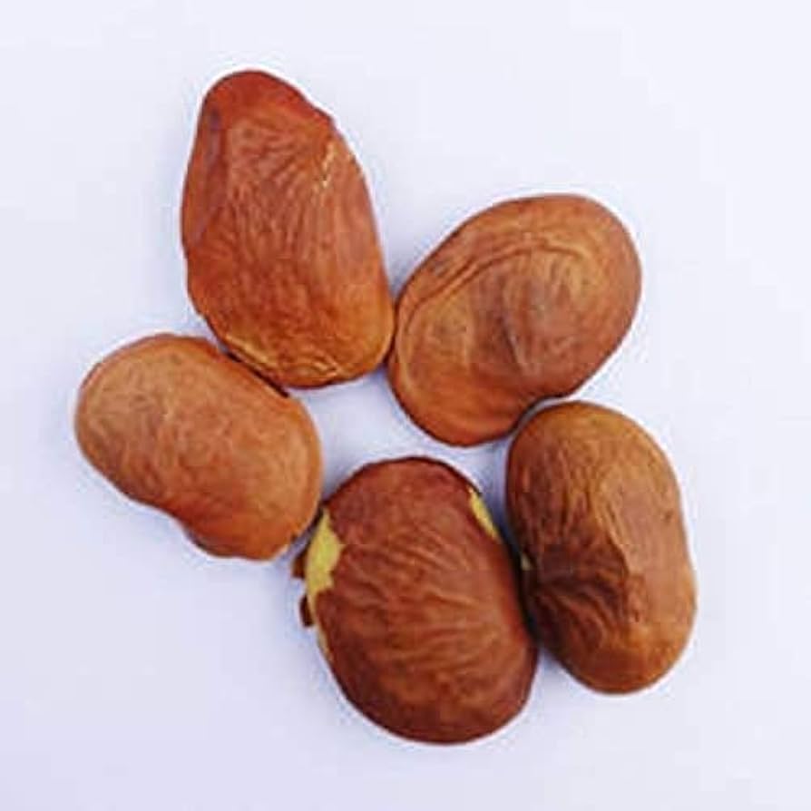 Honge seed